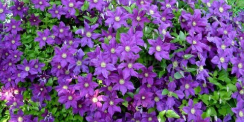 Jarní dresink plamének pro bohaté a bujné kvetení